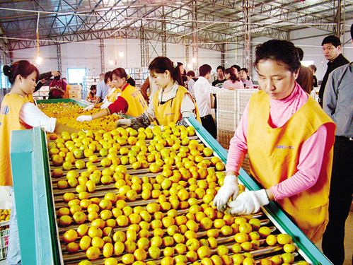 推进以柳城蜜桔为主的农副产品网上订单化生产和销售